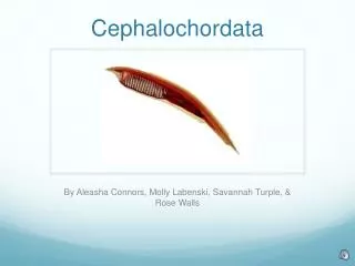 Cephalochordata