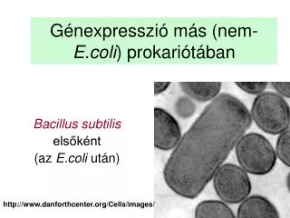 g nexpresszi m s nem e coli prokar i t ban