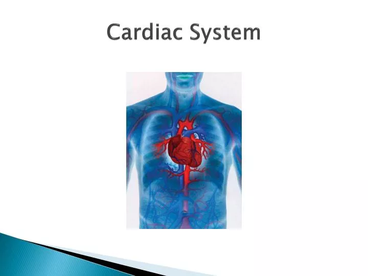 cardiac system