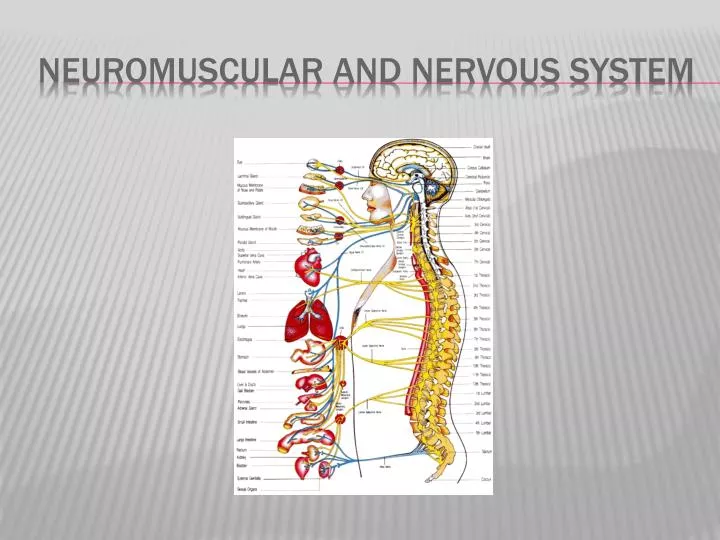 neuromuscular and nervous system