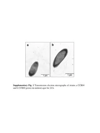 Strain CCR80 (EU034656)