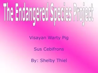 Visayan Warty Pig Sus Cebifrons By: Shelby Thiel