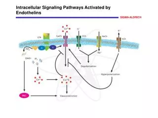 Intracellular Signaling Pathways Activated by Endothelins