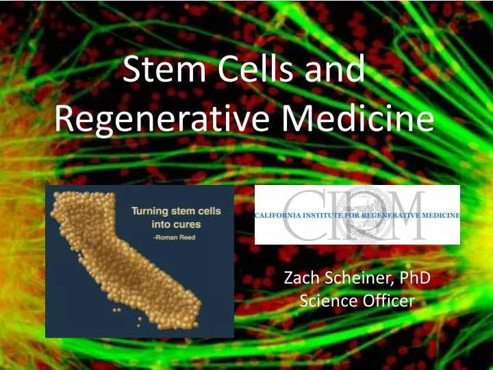 PPT - Stem Cells And Regenerative Medicine PowerPoint Presentation ...