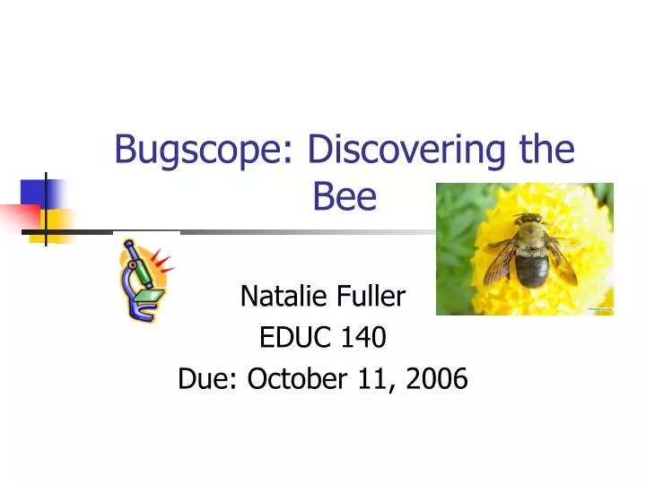 bugscope discovering the bee