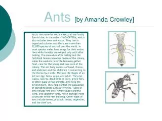 Ants [by Amanda Crowley]