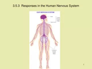 3.5.3 Responses in the Human Nervous System