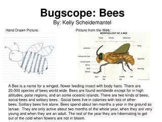 Bugscope: Bees By: Kelly Scheidemantel