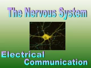 The Nervous System