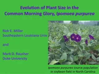 Evolution of Plant Size in the Common Morning Glory, Ipomoea purpurea