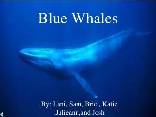 Blue Whales