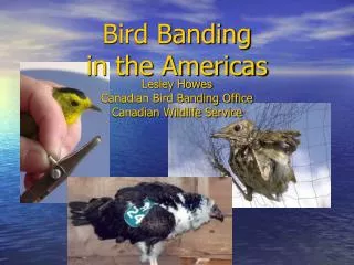 Bird Banding in the Americas