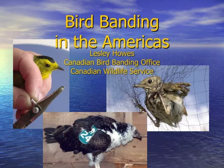 bird banding in the americas