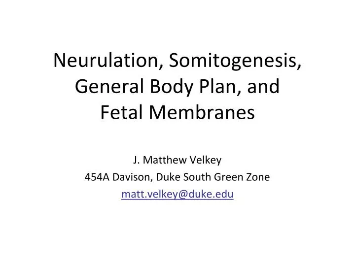 neurulation somitogenesis general body plan and fetal membranes