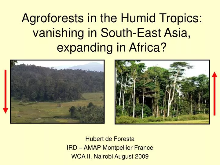 agroforests in the humid tropics vanishing in south east asia expanding in africa