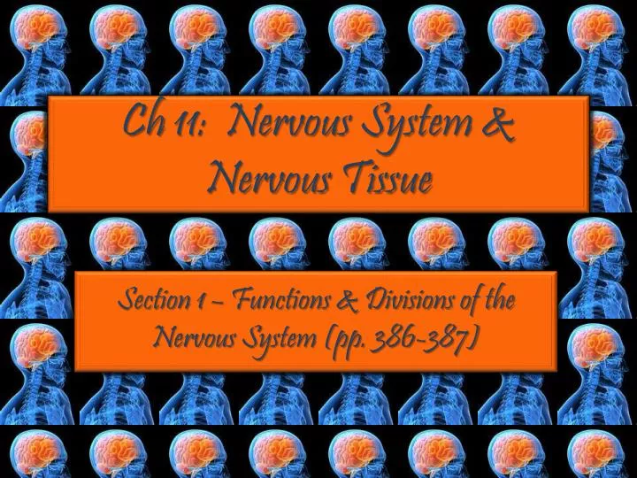ch 11 nervous system nervous tissue