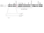Investigation of Toxin Gene Clusters in Alaska's Beluga Whales: CDC66177 Insights - slide 1