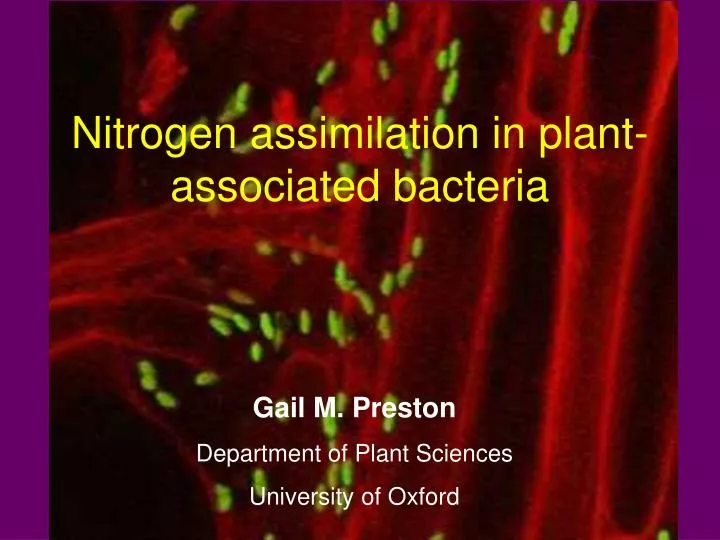 nitrogen assimilation in plant associated bacteria