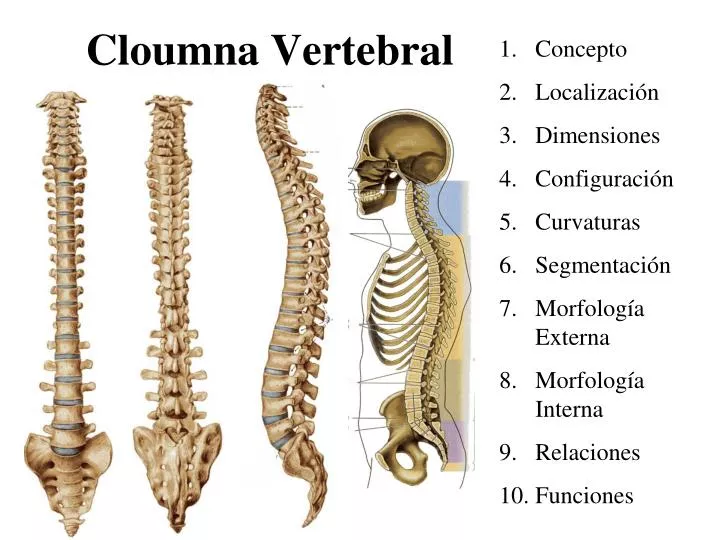 cloumna vertebral