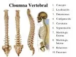 Cloumna Vertebral - slide 1