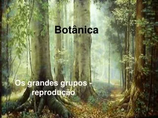 bot nica