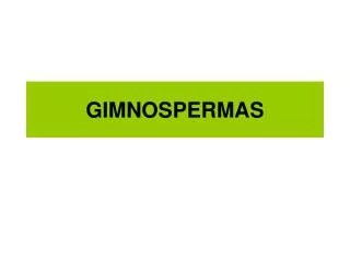 gimnospermas