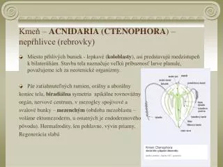 Kmeň – ACNIDARIA (CTENOPHORA ) – nepŕhlivce (rebrovky)