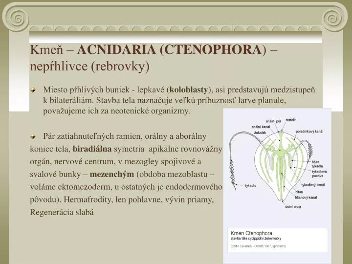 kme acnidaria ctenophora nep hlivce rebrovky