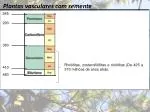 Plantas vasculares com semente - slide 1