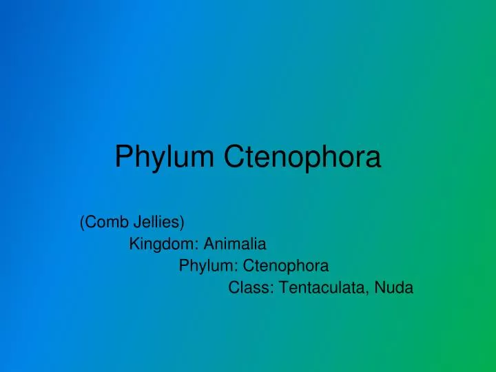 phylum ctenophora