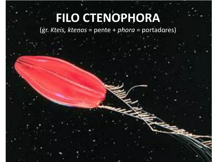 filo ctenophora gr kteis ktenos pente phora portadores