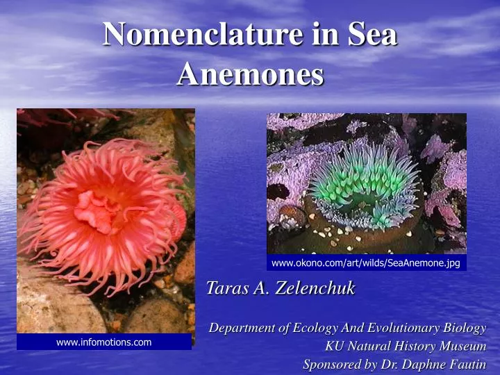 nomenclature in sea anemones