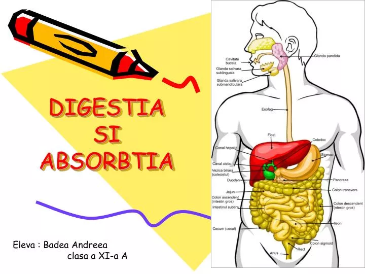 digestia si absorbtia