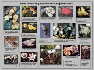 Some macrofungi found in the Chiquibul Forest
