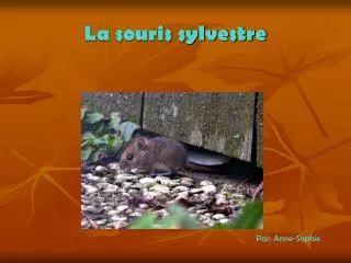 la souris sylvestre