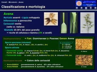 classificazione e morfologia