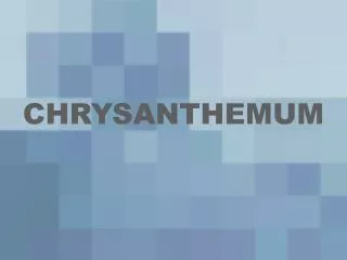 chrysanthemum