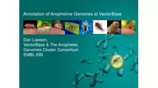 Annotation of Anopheline Genomes at VectorBase