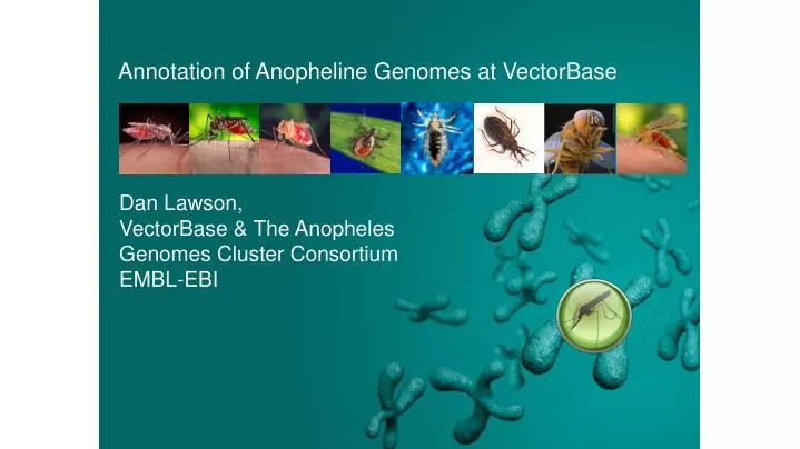 annotation of anopheline genomes at vectorbase