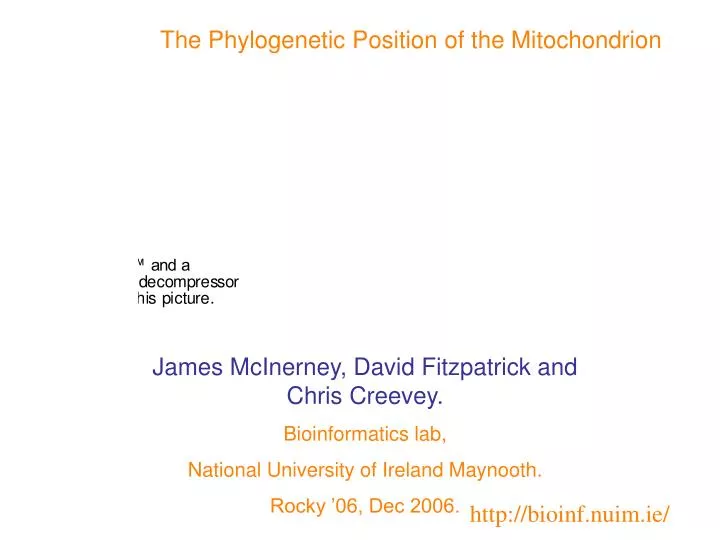 the phylogenetic position of the mitochondrion
