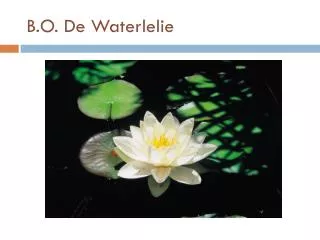 b o de waterlelie
