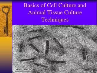 Basics of Cell Culture and Animal Tissue Culture Techniques