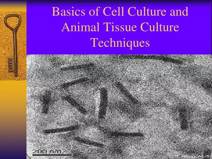 basics of cell culture and animal tissue culture techniques