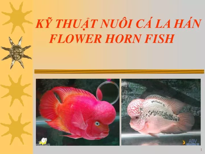 k thu t nu i c la h n flower horn fish