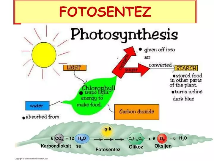 fotosentez