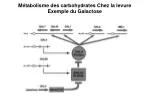 Métabolisme des carbohydrates Chez la levure Exemple du Galactose - slide 1