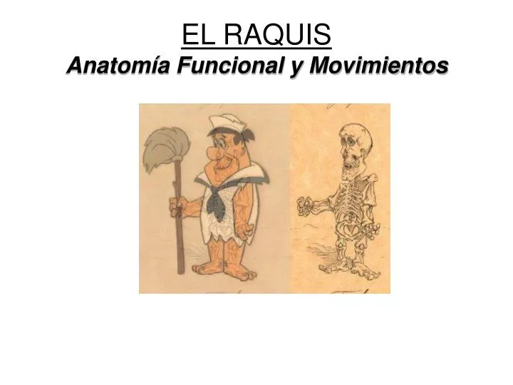 el raquis anatom a funcional y movimientos