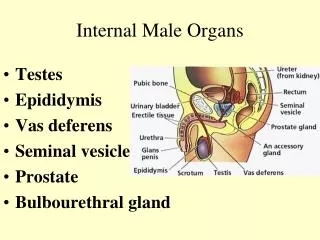 Internal Male Organs