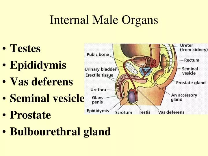 internal male organs