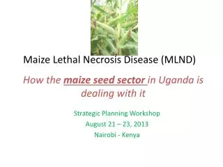 Maize Lethal Necrosis Disease (MLND)
